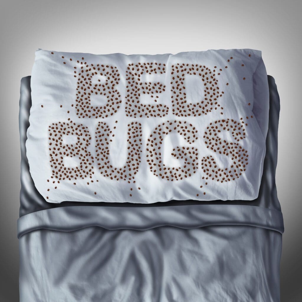 Bed bugs on pillow